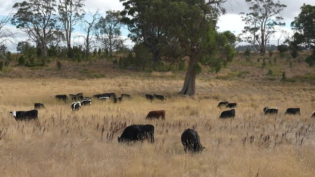 livestock in a meadow, sustainable carbon neutral farming being practiced. regenerative raised cows in a field. agricultural technology innovation.	
