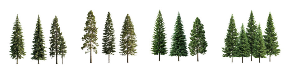 Collection of evergreen trees various sizes and coniferous species isolated transparent background