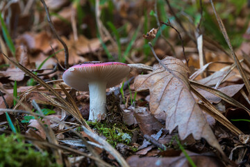 Small mushroom next to dry oak leaf close up, toadstool in deciduous forest, probably russula emetica