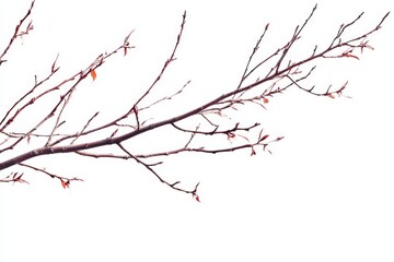 Bare tree branch with new buds