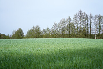 Fototapeta premium Spring field with green cereal crops against the background of forest