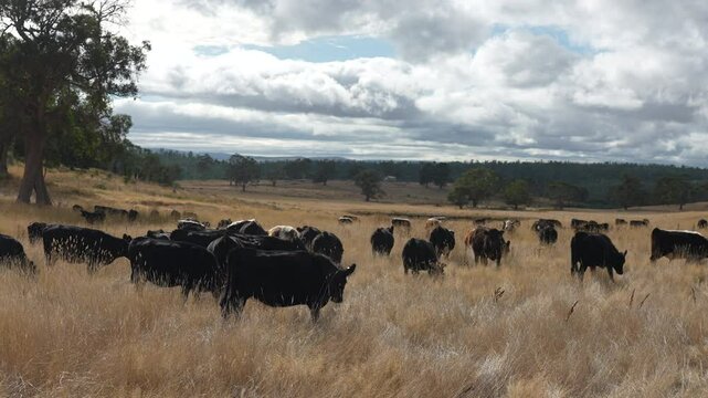 livestock in a meadow, sustainable carbon neutral farming being practiced. regenerative raised cows in a field. agricultural technology innovation.	

