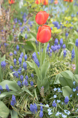 Colorful spring flowers in the garden, tulips.