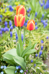 Colorful spring flowers in the garden, tulips.