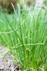 Chives growing in the garden.