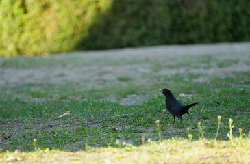 Obraz premium The blackbird with an open beak runs through green lawn on a sunny day