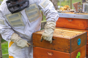 Beekeeper opening beehive using hive tool wearing protective suit in apiary
