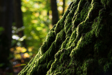 Sunlit moss on tree root close up, detail from deciduous forest, autumn season