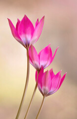 Różowe Tulipany botaniczne na zielonym tle, tapeta, dekoracja. © mycatherina