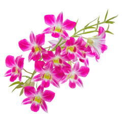 Vibrant Pink Orchid Cluster with Delicate Green Stems and Leaves, isolated on transparent background.