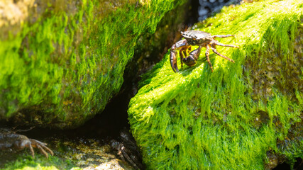 crab on the rock