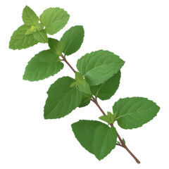 Fototapeta premium Fresh Green Mint Leaves Isolated on White Background for Culinary Use, isolated on transparent background.