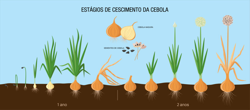 Fenologia da cebola