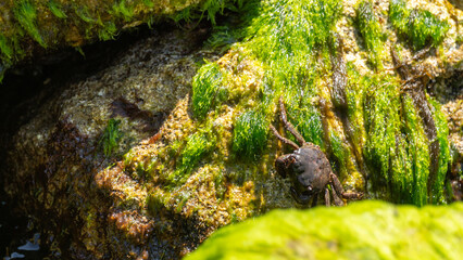 crab on the rock
