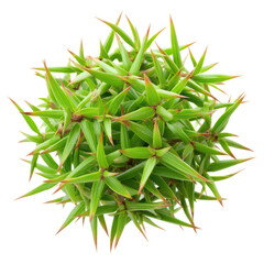 Fototapeta premium Close-Up View of a Green Spiky Plant with Sharp Leaves and Texture, isolated on transparent background.