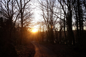 Sunset illuminates a serene setting as sunlight filters through the silhouettes of leafless trees. The warm hues create a calm atmosphere, signaling the end of the day.