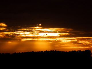 Sunrise, golden sunrise over a rural landscape in Brazil with trees in silhouettes and a bright sky on an autumn morning, natural light, selective focus.