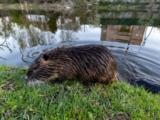 A beaver is sitting in the grass by the water