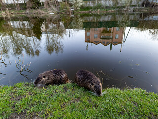 A couple of beavers laying on top of a lush green field next to a pond