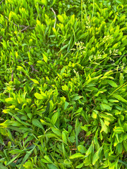 Close-up view of lush green grass underfoot, with a pair of sneakers standing on the vibrant lawn. The sunlight casts warm highlights, creating a refreshing and natural outdoor scene. 