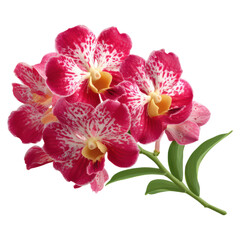 Vibrant Pink Orchids with Striking Patterns and Lush Green Leaves, isolated on transparent background.