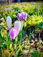 spring crocus flowers