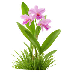 Fototapeta premium Vibrant Pink Orchid Flowers with Lush Green Leaves and Grass, isolated on transparent background.