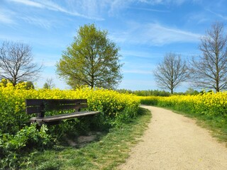 Landscape picture of two rapeseed fields taken during spring  of way path in between. Canola Fields. Spring natural landscape against a bright blue sky.