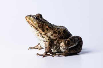 Fototapeta premium Edible frog on white background