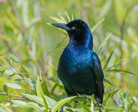 Male boat tailed grackle