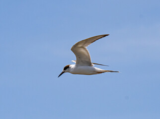Forster’s tern in flight