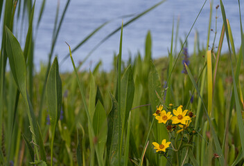 Yellow flowers in a Florida marsh