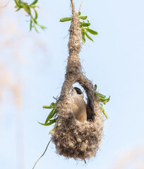 Eurasian penduline tit, Remiz pendulinus. A bird builds a nest © Юрій Балагула