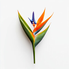 Obraz premium Close-up of a single Bird of Paradise bloom, featuring vivid orange sepals and deep blue petals gracefully emerging from a green bract, standing out against a clean white background.