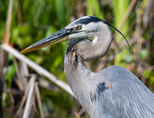 Great blue heron close up