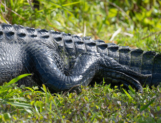 Alligator foot and tail
