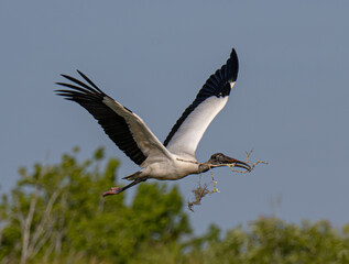 Wood stork flying with nesting material 