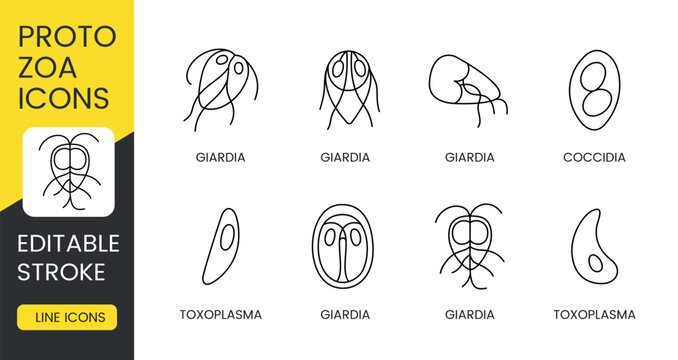Editable stroke vector line icons of protozoan parasites including Giardia Coccidia and Toxoplasma perfect for medical infographics veterinary materials and educational designs
