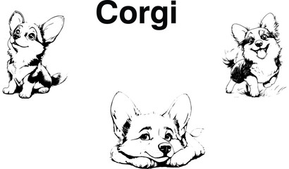 A playful and energetic corgi with a distinctive short body and long, fluffy tail. Known for its friendly demeanor and sharp intelligence