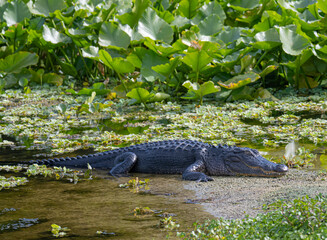 American alligator in a Florida swamp