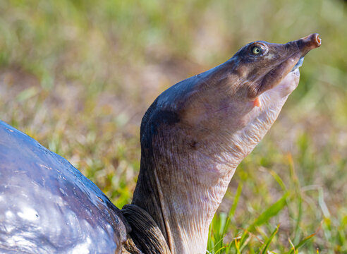 Florida soft shell turtle head  - Powered by Adobe