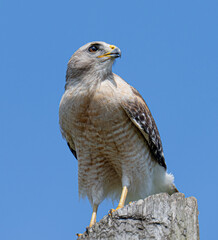 red shouldered hawk