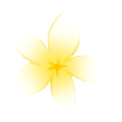 Plumeria