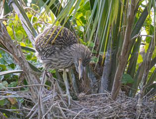 Juvenile black crowned night heron