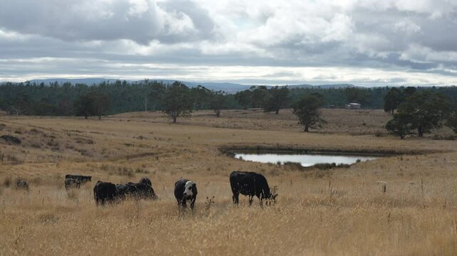 livestock in a meadow, sustainable carbon neutral farming being practiced. regenerative raised cows in a field. agricultural technology innovation.	
