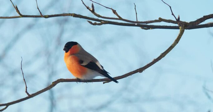 A red male bullfinch sits on a branch against a blue sky and flies away