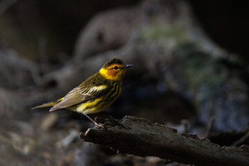 Cape May warbler (Setophaga tigrina) migrating through Osprey, Florida in the spring