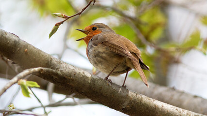 robin on a branch