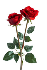 red rose isolated on white