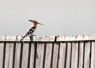 hoopoe bird on a wooden fence © Agata Kadar